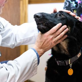 Through regular physical examinations, we can help to make sure your pet is in excellent health and detect abnormalities early in order to alleviate problems.