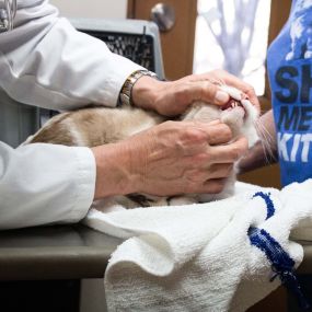 Part of our patients annual visit includes a dental exam. We check for dental disease, which is about more than just bad breath, but about your pet’s complete health! Oral bacteria puts pets at risk for painful teeth and gums, and more serious issues like organ damage.