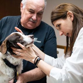 Part of you pet’s physical exam includes checking the eyes for unusual coloration, discharge, proper light response, and more.