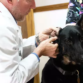 Dr. Schrock examines a puppy's ear at Three Trails Animal Hospital. At your pet's wellness exam, your doctor will inspect your pet's ears for signs of infection.