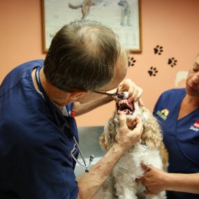 A dental assessment is performed during every visit to South Kendall Animal Hospital. It’s really that important!