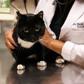 Routine veterinary care is just as important for cats as it is for dogs.