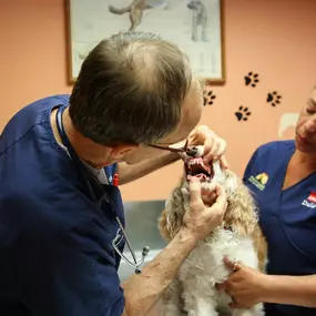 A dental assessment is performed during every visit to South Kendall Animal Hospital. It’s really that important!