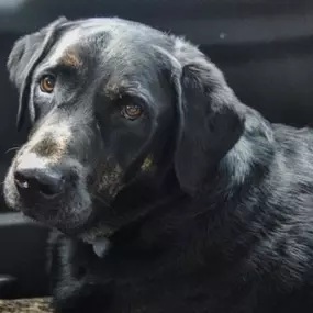 Tuckahoe Senior Pet Care  Gentle Care for Older Pets