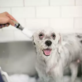 Treat your pet to a luxurious bath. Our special, cleansing baths remove dirt, debris and that doggie (or kitty) pet odor, your pet will feel fresh and revitalized. If scratching is a problem, our medicated baths contain soothing agents that stop the itching. Services also include nail trim. We also offer dematting services.