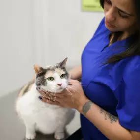 One of the first things you will notice at our hospital is that our doctors and technicians are trained to get a complete history of your pet’s condition before the actual hands-on exam. This systematic exam of your pet helps insure that no problem is overlooked, even those which you, the owner, may be unaware.