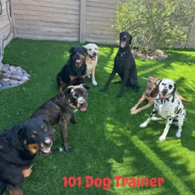 Bild von 101 Dog Trainer