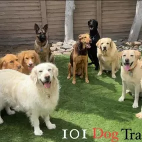 Bild von 101 Dog Trainer