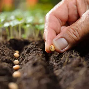 Will even come down to plant any tree, shrub, bulb and flower plant you request and plant as many as you'd like.