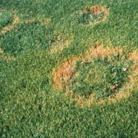 Lawn Disease Control Services