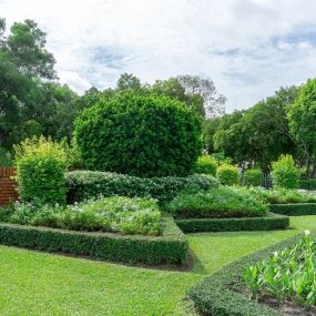 tree and shrub care service