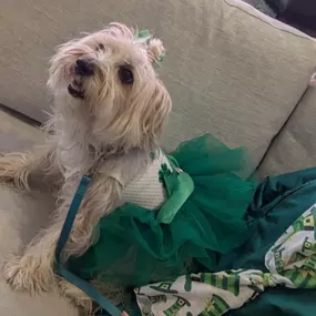 It's time to party! We're celebrating St. Patrick's Day early at Sophia Square's Pet Pawty event! The costume contest is going to be so much fun with our four-legged pals!