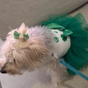 It's time to party! We're celebrating St. Patrick's Day early at Sophia Square's Pet Pawty event! The costume contest is going to be so much fun with our four-legged pals!