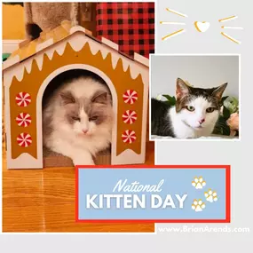 Celebrating National Kitten Day with our furry friends on Team Brian Arends!  There's nothing like the joy and comfort they bring into our lives. Make sure your little adventurer is protected and loved every day.