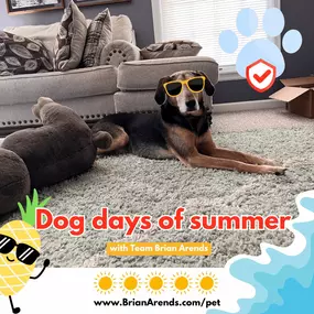 Don't let the dog days of summer dig a hole in your budget! 
At #TeamBrianArends, we are ready to help you keep your furry family members cool and covered this summer.