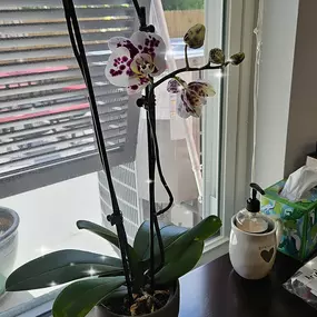 Those that know me, know I do not have a green thumb BUT this time around, I actually got my orchid to bloom! I am sure my my mother and grandmother are proud of me!