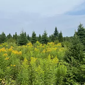 Attending the Christmas tree expo in Nova Scotia was an incredible opportunity to connect with fellow growers and learn about the latest industry trends. Bringing back fresh ideas to make this holiday season even more magical for our farm!