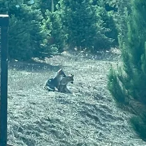 Garlock Tree Farm
Foxes at the farm!