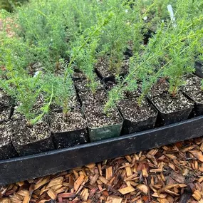 Christmas Tree Seedlings!
