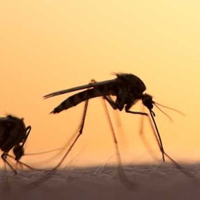Mosquito Control In Northwest Arkansas