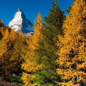 Bild von Hotel Elite Zermatt AG