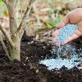 Once your lawn is primed with liquid aeration, overseeding is the next crucial step in achieving that thick, green carpet of grass you’ve always wanted. Overseeding involves spreading a layer of high-quality grass seed over your existing lawn. This process helps fill in bare spots, improve grass density, and introduce new, hardier grass varieties.