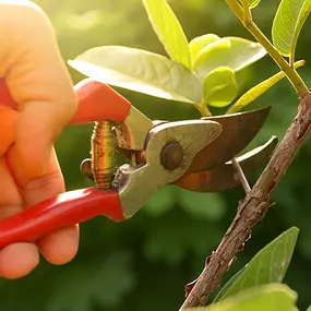 Count on our tree and shrub care program to protect these valuable assets while allowing them to thrive and grow.