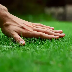 Looking for organic lawn care in Commerce, Michigan? Top Lawn offers a standard/deluxe program and a pesticide free program.