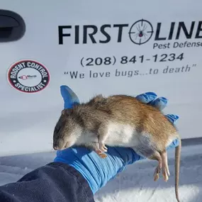 Image of a brown rat, likely captured by First Line Pest Defense, showcasing their pest control services. The First Line Pest Defense logo and contact information are visible on the truck.