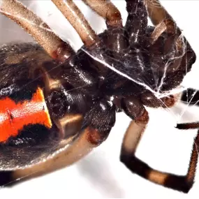 This image, provided by First Line Pest Defence, offers a close-up ventral view of a spider identified as a potential widow spider. The distinct reddish-orange hourglass marking on the underside of its abdomen is characteristic of certain venomous Latrodectus species, such as the brown widow or redback spider. This visual highlights the importance of professional pest identification and control for potentially dangerous arachnids.