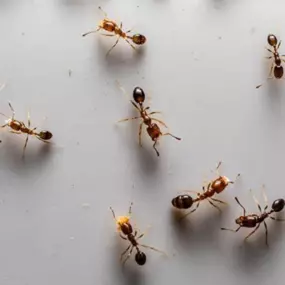 A detailed, top-down view captures several small, reddish-brown ants against a light, possibly white or gray, background. The ants are scattered across the surface, showcasing their typical appearance and common presence in residential or commercial settings. This image is ideal for illustrating common pest issues addressed by professional pest control services.