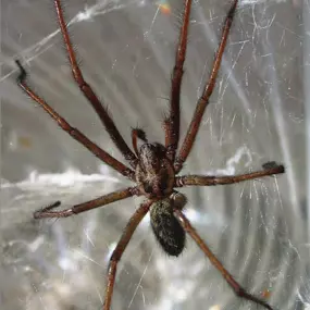 Image of a Giant House Spider (Eratigena atrica group) in its web, showcasing typical household arachnids. This visual highlights the need for professional pest control services to manage spiders and other unwelcome invaders. Provided by First Line Pest Defence.