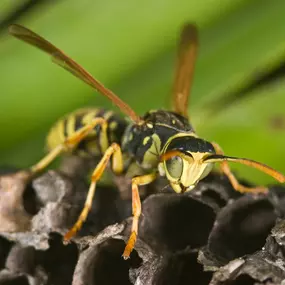 First Line Pest Defence provides expert wasp removal services in Boise, Idaho. The image above shows a paper wasp, a common stinging insect in our area, on its distinctive paper-like nest. These wasps often build their nests on or near homes, under eaves, and on porch ceilings, posing a risk to your family and pets. While beneficial for pollinating, they can become aggressive when their nest is disturbed. If you see a wasp nest on your property, do not attempt to remove it yourself. Contact our 
