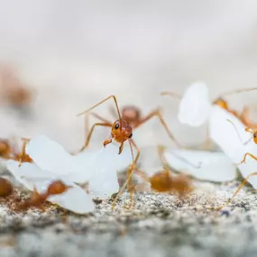 This macro image captures an active ant colony, a frequent pest issue for homeowners and businesses in Boise, ID. Seeing ants carrying their eggs or larvae is a clear sign of a significant infestation that requires professional intervention. First Line Pest Defence specializes in identifying ant species, locating their nests, and implementing effective, targeted treatments to eliminate the entire colony. Our services provide a lasting solution to protect your property from the damage and nuisanc