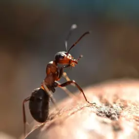 This detailed macro image shows a single ant, often the first indicator of a potential infestation in Boise-area properties. Identifying the specific ant species is the first step in effective pest control. First Line Pest Defence offers expert pest identification and targeted treatments for all common ants, including carpenter ants and odorous house ants. Our professional services are designed to eliminate the colony at its source and provide long-term prevention for your home or business.