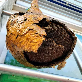 This image displays a large, complex wasp nest, a common issue for property owners in Boise, ID. The nest's outer layers are partially broken, offering a clear view of the intricate honeycomb cells inside. Such nests can house thousands of stinging insects, posing a risk to families and pets. First Line Pest Defence offers professional and safe wasp nest removal and pest control services to eliminate these threats and protect your property.
