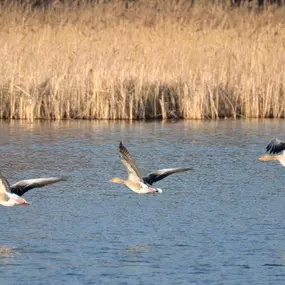 Bild von Urlaub an der Müritz - AllerleiMeer