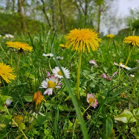 Bild von Urlaub an der Müritz - AllerleiMeer