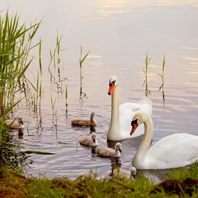 Bild von Urlaub an der Müritz - AllerleiMeer