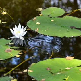 Bild von Urlaub an der Müritz - AllerleiMeer