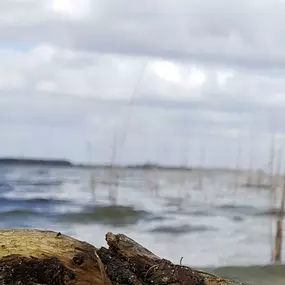 Bild von Urlaub an der Müritz - AllerleiMeer