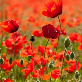 Bild von Ferienhausverwaltung & Vermietung AllerleiMeer