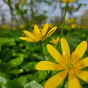 Bild von Ferienhausverwaltung & Vermietung AllerleiMeer