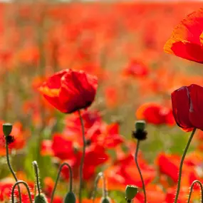 Bild von Ferienhausverwaltung & Vermietung AllerleiMeer