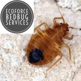 Bild von EcoForce BedBug Services