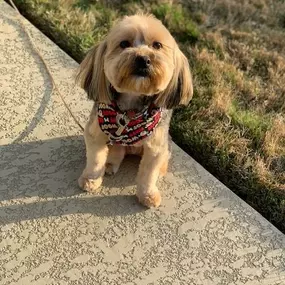 ???????? My Yorkie, Churro, wants to remind his #GoodNeighbors that Sonia Olivo State Farm is proud to be a pet-friendly office. We welcome you to bring your furry friends next time you stop by! #PetFriendly #SoniaOlivoStateFarm ????????