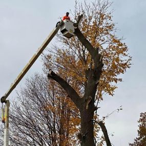 At S&P Tree Professionals, we are dedicated to delivering top-notch tree services that encompass tree maintenance, removal, and more. Our skilled team is committed to enhancing the health and aesthetics of your trees, providing prompt and reliable service to meet your tree care needs.