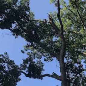 As a trusted tree company, S&P Tree Professionals provides comprehensive tree care solutions tailored to your needs. Our experienced professionals offer a range of services to address your tree-related concerns, ensuring your trees thrive and your property remains safe and beautiful.