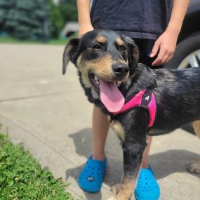 Electric pet fence installation in Cleveland, Ohio.