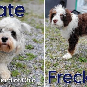 Local pet fence company serving Cleveland, Akron, Toledo, and surrounding Ohio communities.